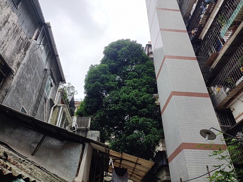 图2：宝华正中约9号小区施工前图.jpg