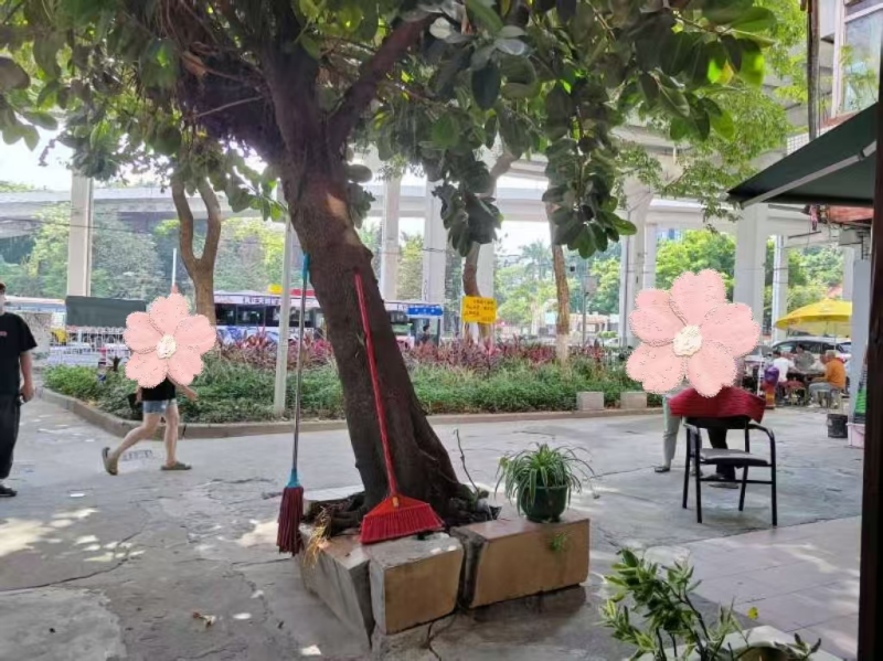 （图：大树倾斜生长，根系发达撑破花基）.png