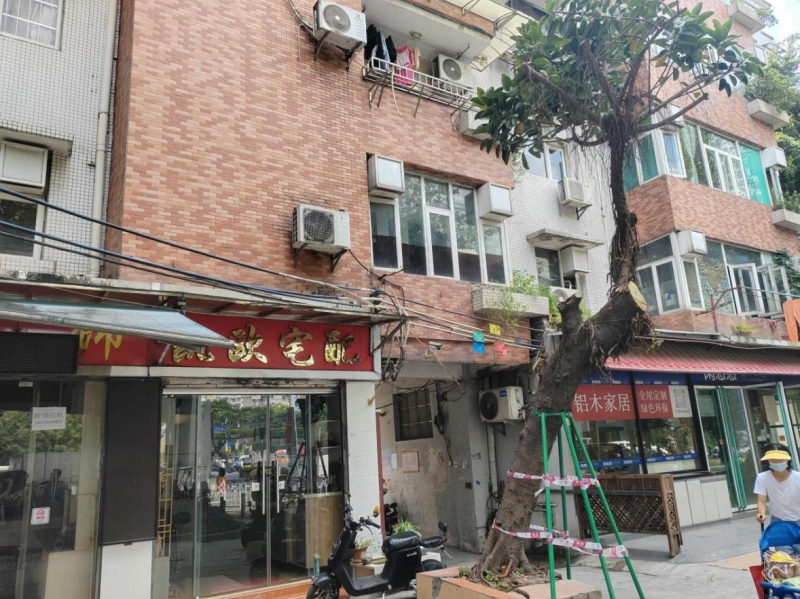 （图：修剪后，树干用支架加固）.png